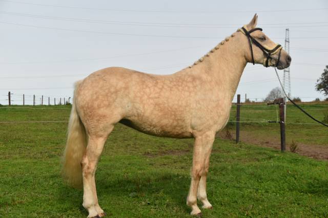 Jument palomino best sale